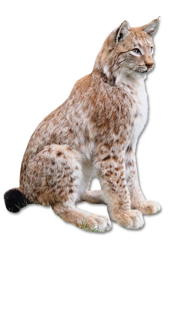 Taxidermy Lynx Real Stuffed Mount Mammal Vintage Home Decor Lynx