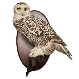 Taxidermt bird Snowy Owl Real Stuffed bird mount New Wall mount bird Vintage Home Decor Bubo scandiacus