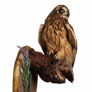 Taxidermt bird Owl Real Stuffed bird mount New Wall mount bird Vintage Home Decor Asio flammeus