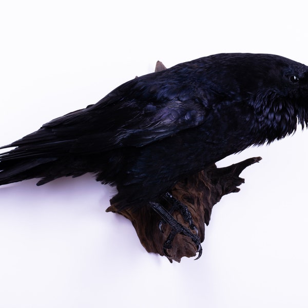 Taxidermy Raven Bird Stuffed animal Mount Gothic Corvus corax