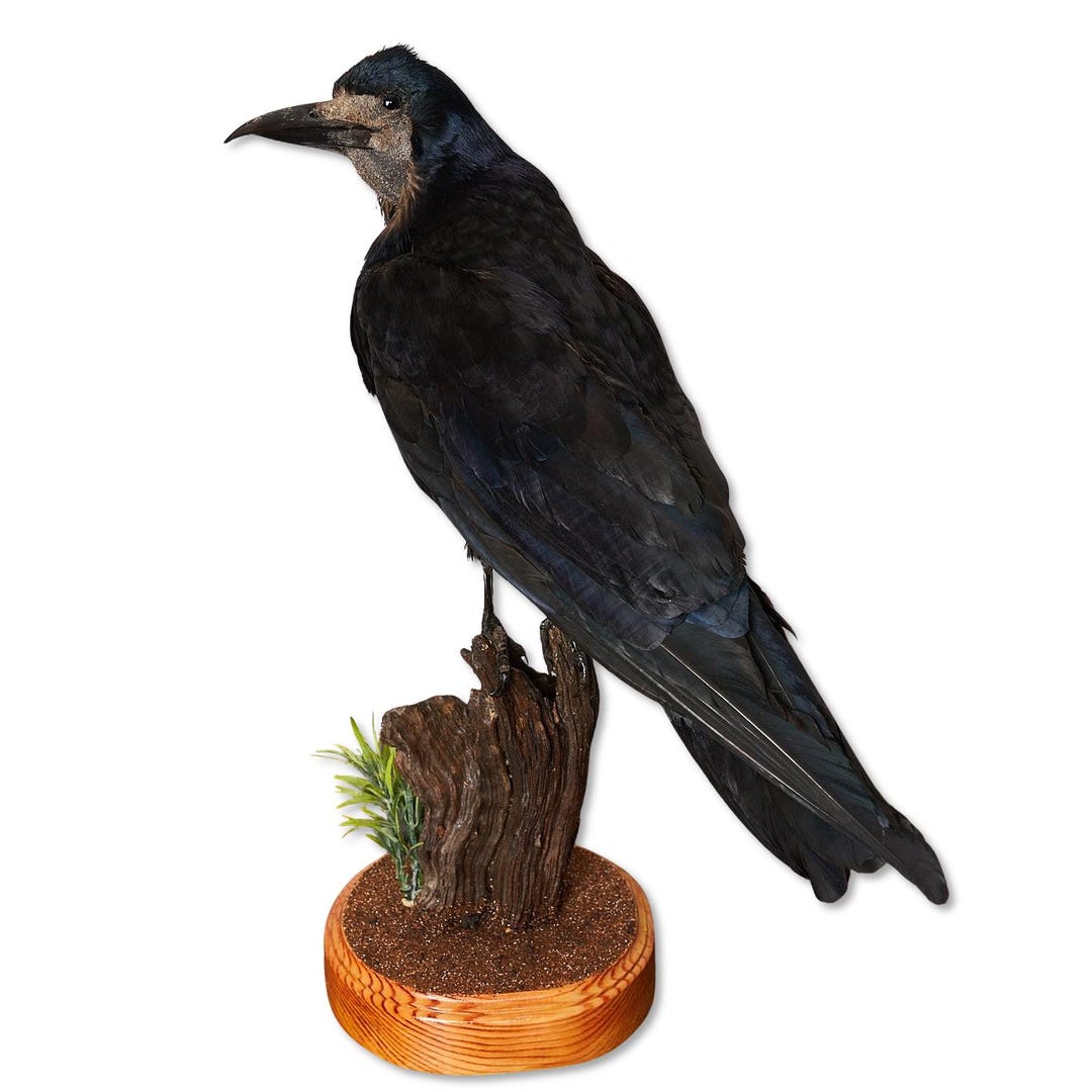 Raven Roko Taxidermy Bird Raven Rook Real Stuffed Animal Standing Mount Black Bird ...