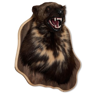 Taxidermt Wolverine Real Stuffed mount Mammal New Wall mount Vintage Home Decor Gulo gulo