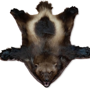 Taxidermt Rug Wolverine Real Stuffed mount Mammal New Carpet Vintage Home Decor Gulo gulo