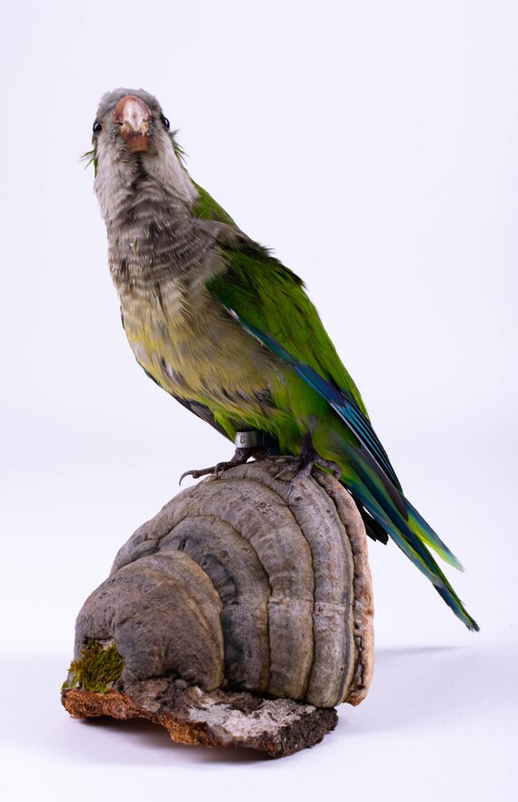 Are Mushroom Birds Real 