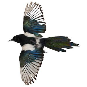 Taxidermt bird Magpie Real Stuffed bird mount Wall mount Open Wings Colorful bird Pica pica