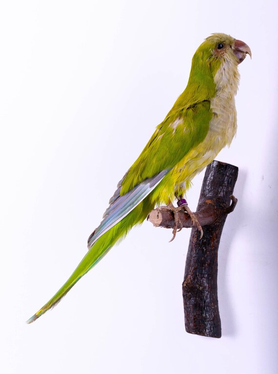 Taxidermt Bird Quaker Parrot Real Stuffed Bird Mount Wall Mount