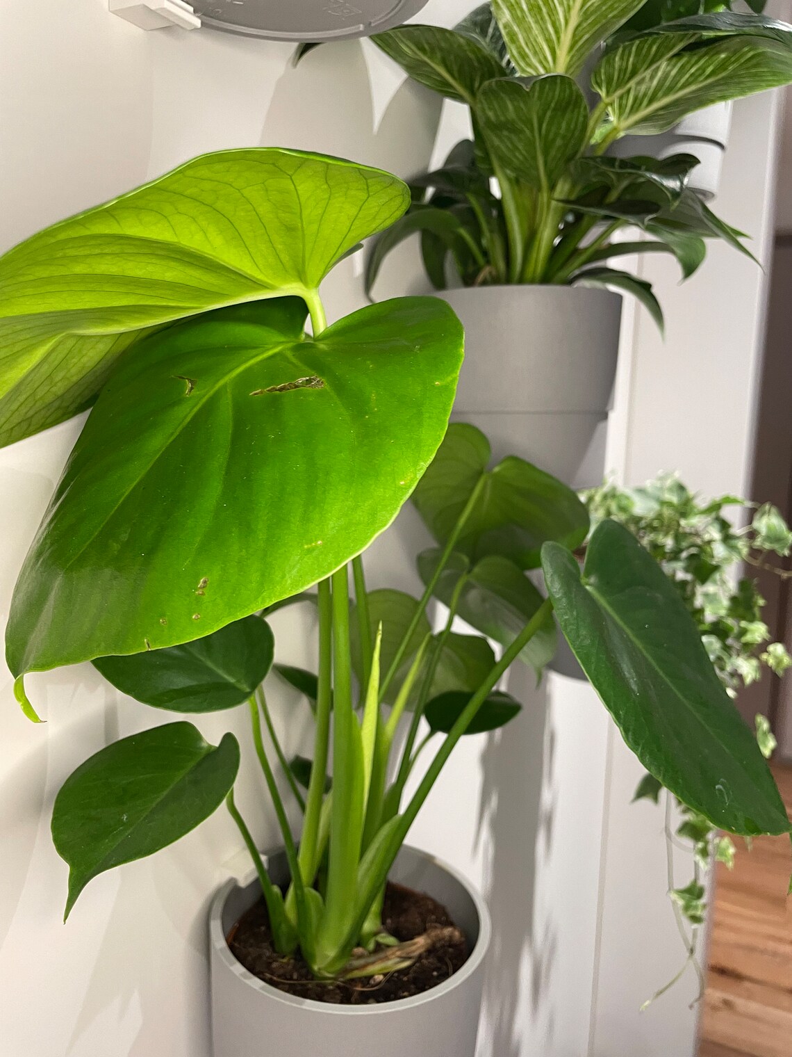 Staffa da parete per vaso da fiori Ikea NYPON set da 3 Etsy Italia