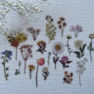 Pegatinas de flores prensadas, juego de pegatinas, paquete de pegatinas para computadora portátil, pegatinas de flores para planificador, accesorios para Bullet Journal, Bullet Journal 2025