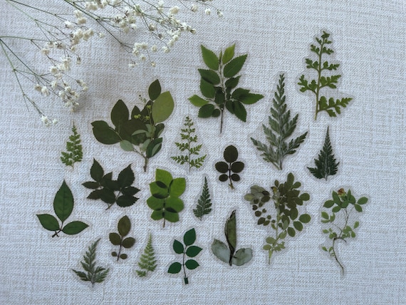 Leaves Stickers, Ferns, Sticker Set, Laptop Stickers Pack, Flower Stickers for Planner, Bullet Journal Accessories, 2026 Bullet Journal
