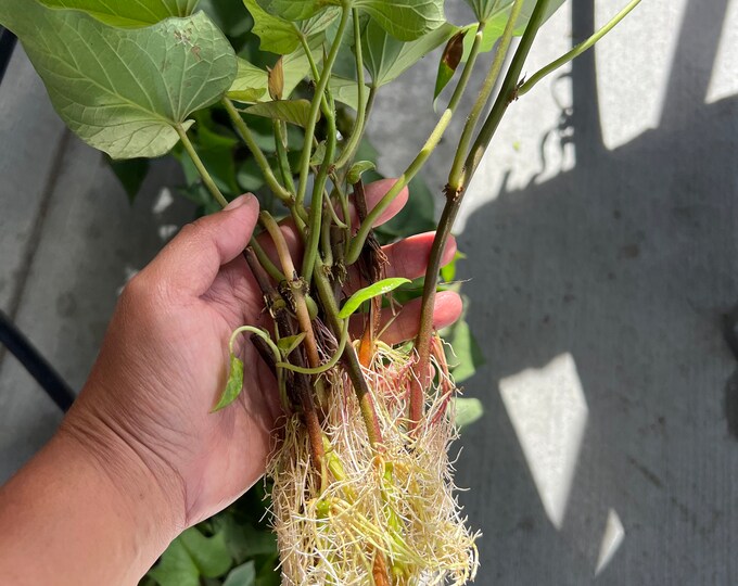 Purple Sweet Potato Slips Etsy