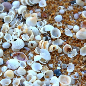 Può includere: Primo piano di una varietà di conchiglie su una spiaggia sabbiosa. Le conchiglie sono per lo più bianche e crema, con alcuni accenti marroni e arancioni. Le conchiglie sono sparse casualmente sulla sabbia, creando uno schema naturale e organico.