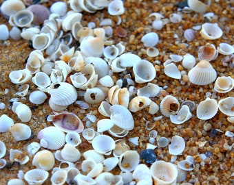 Conchas marinas portuguesas, tesoros costeros cuidadosamente seleccionados de las prístinas costas de Portugal, perfectos para decoración del hogar, manualidades y proyectos oceánicos