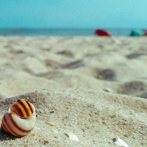 May include: A close-up of a seashell with brown and yellow stripes on a sandy beach.