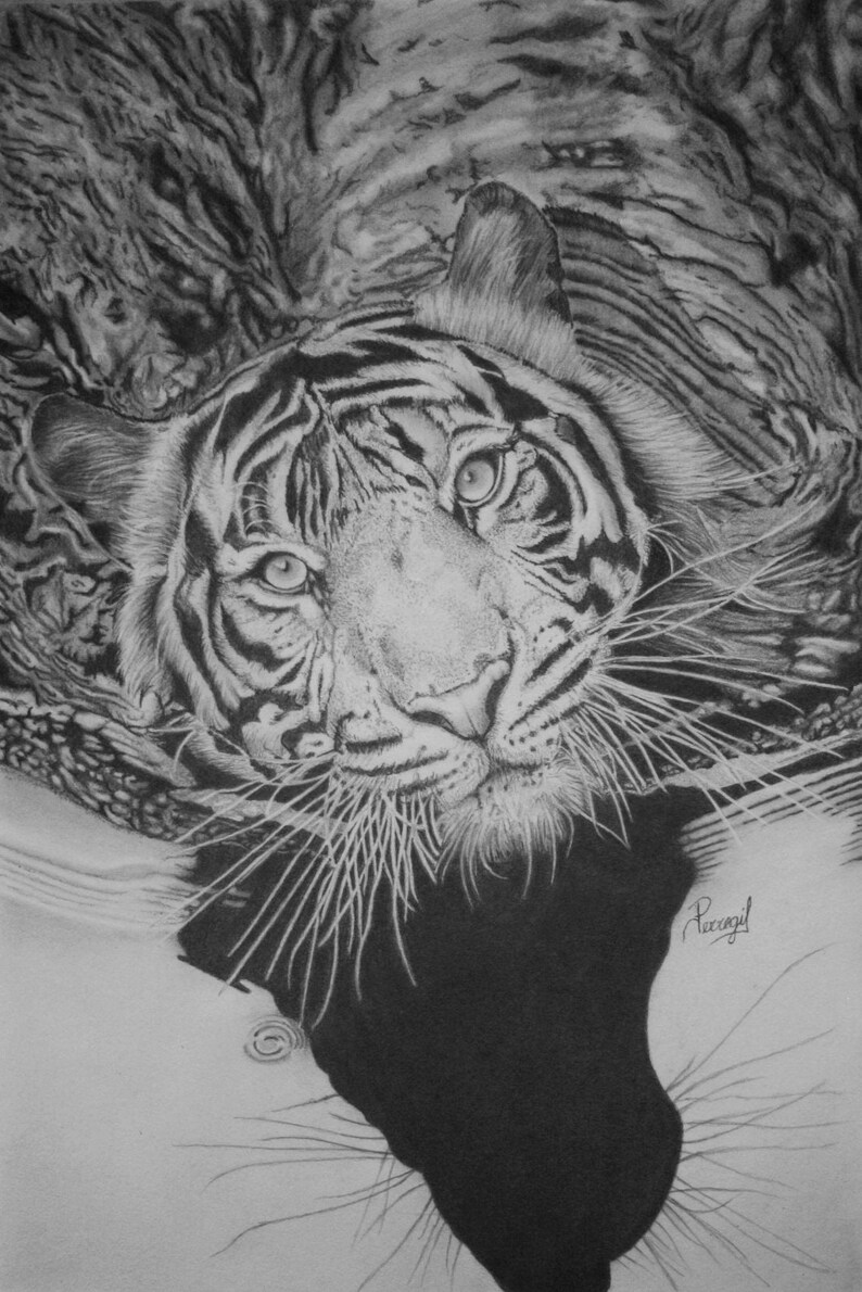 Tiger Drawing Realistic Tiger Drawing Drawing Made With - Etsy