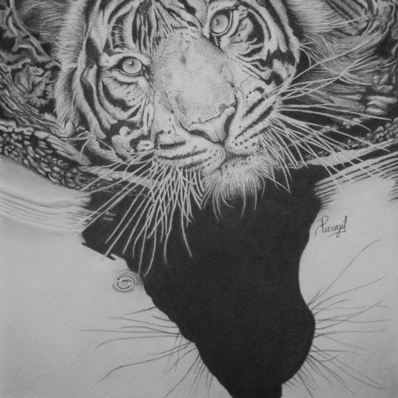 Tiger Drawing Realistic Tiger Drawing Drawing Made With - Etsy