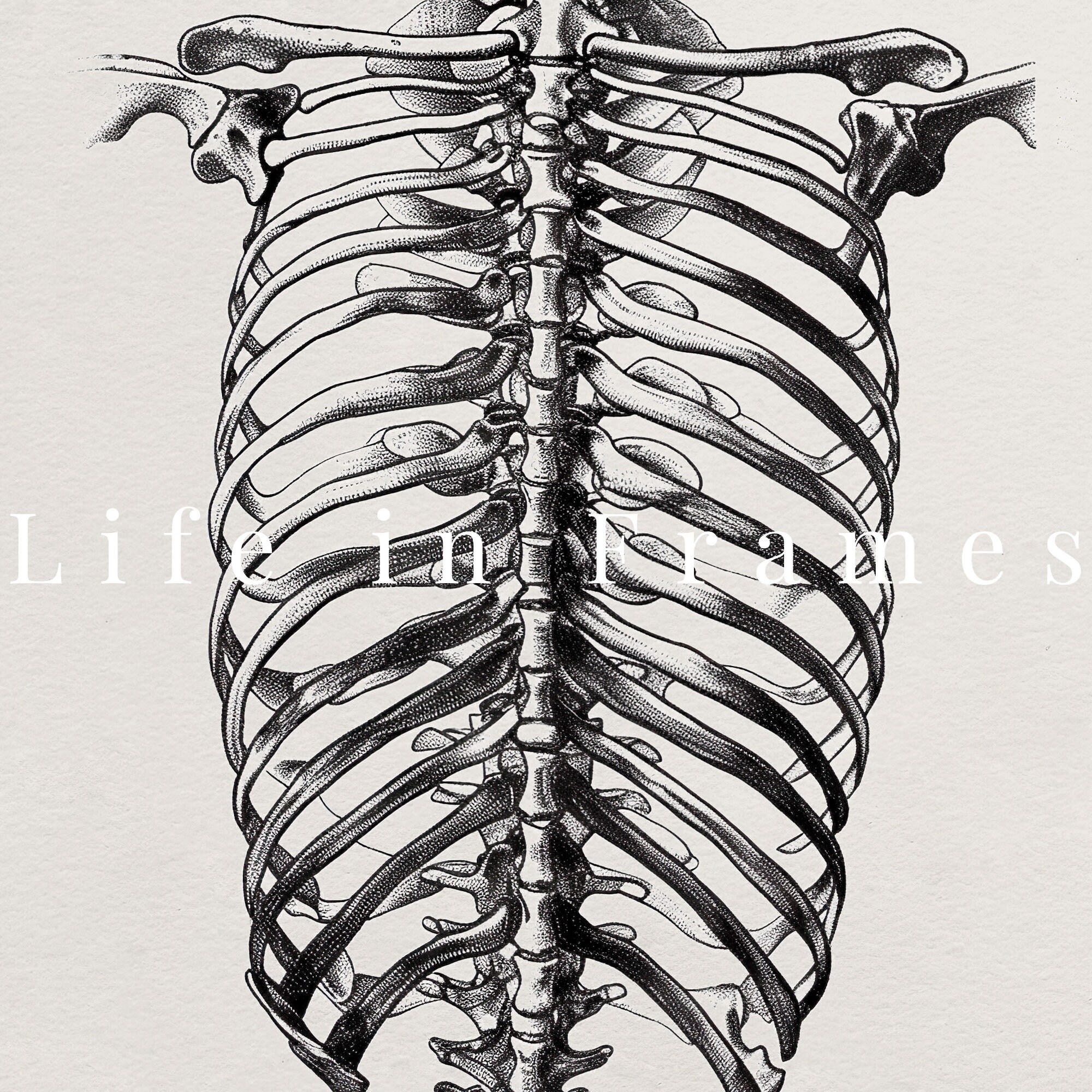 Human Ribcage Art Print Anatomical Skeleton Illustration Vintage ...