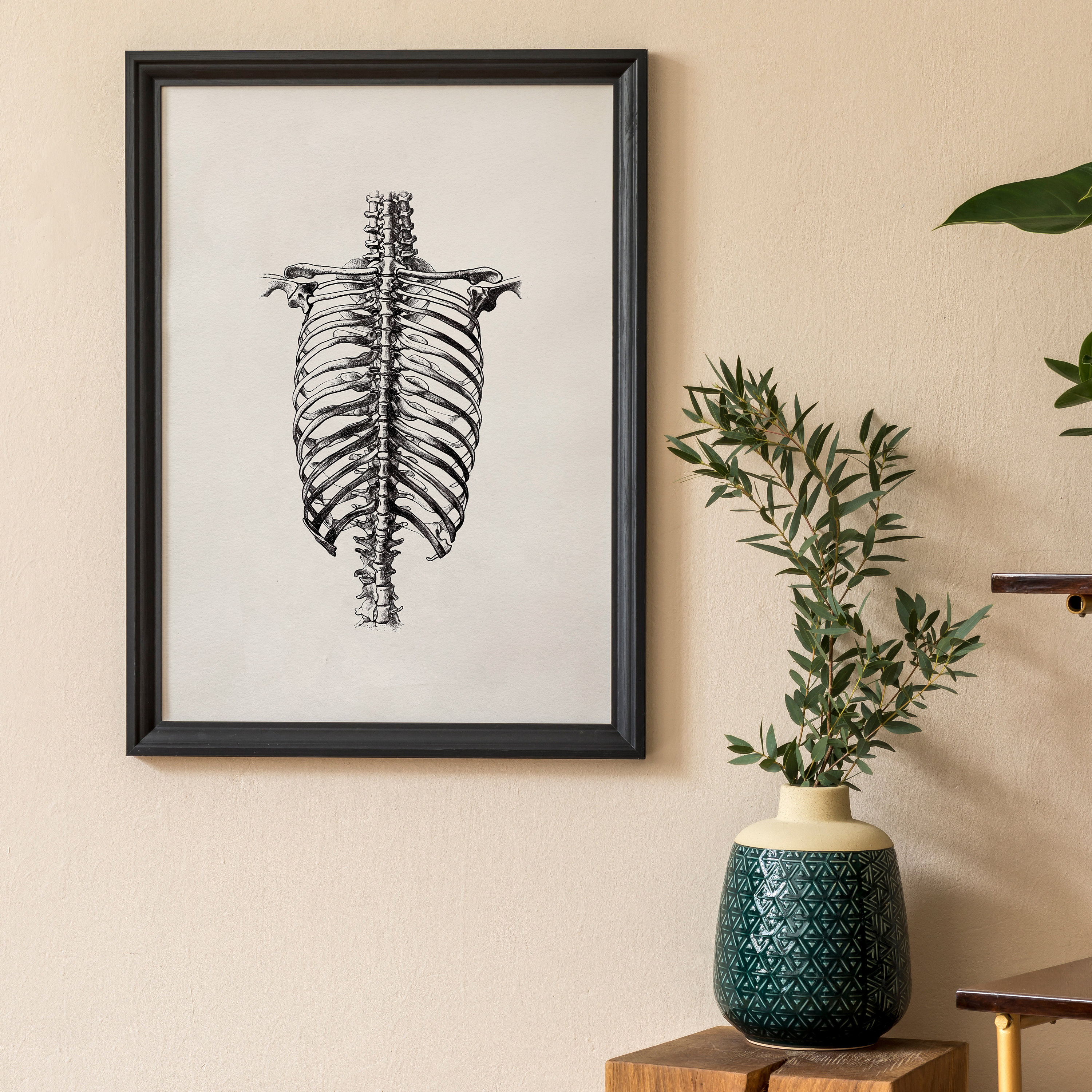 Human Ribcage Art Print - Anatomical Skeleton Illustration | Vintage ...