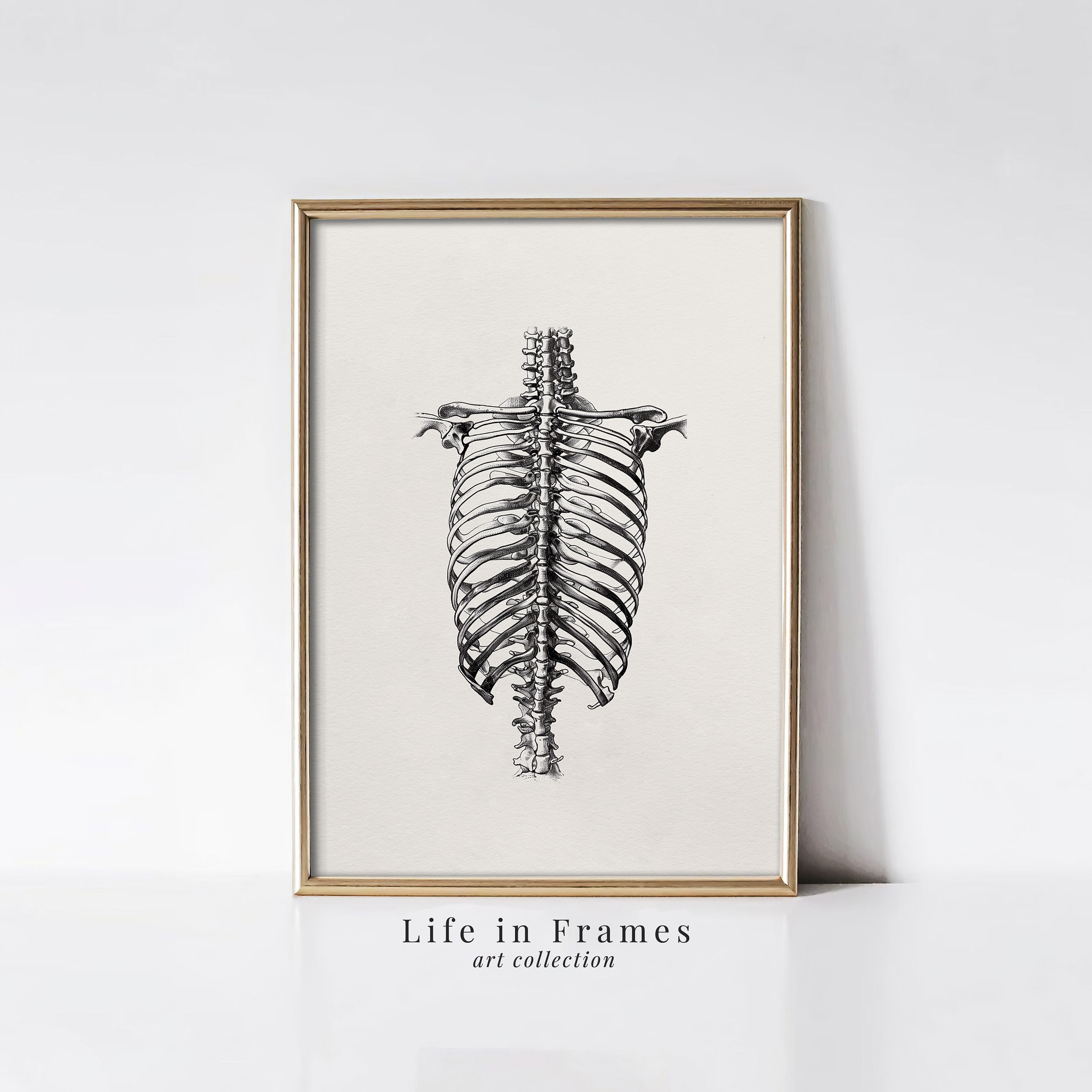 Human Ribcage Art Print - Anatomical Skeleton Illustration | Vintage ...