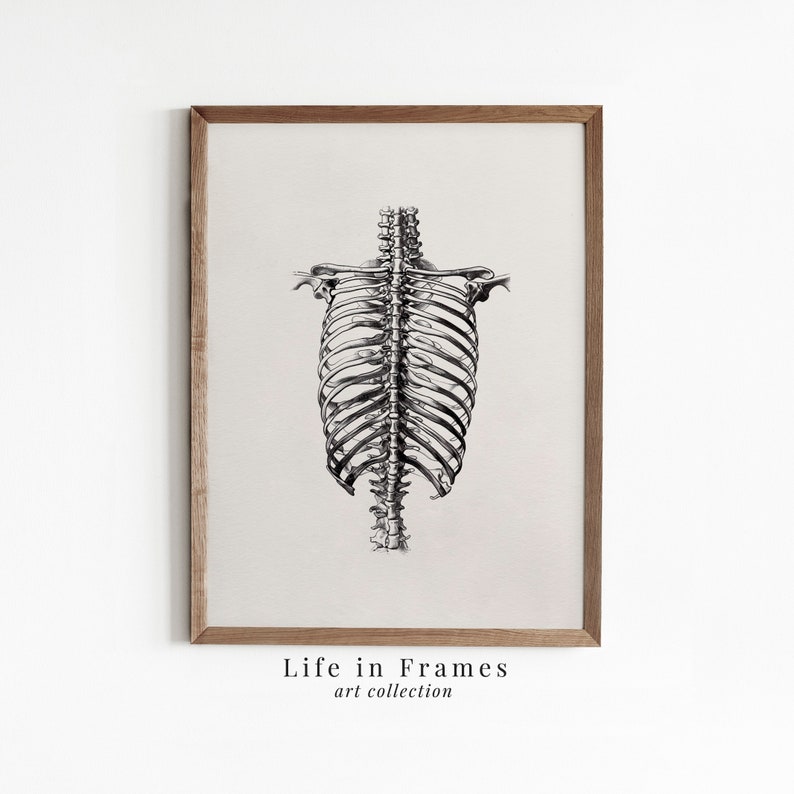 Human Ribcage Art Print - Anatomical Skeleton Illustration | Vintage ...