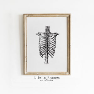 Human Ribcage Art Print - Anatomical Skeleton Illustration | Vintage Medical Poster | Gothic Home Decor | Educational Anatomy Art | Digital