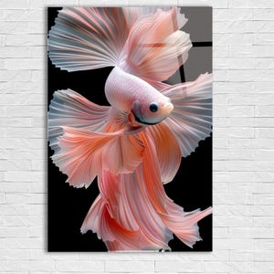 Könnte beinhalten: Nahaufnahme eines Kampffisches mit fließenden Flossen in Rosa- und Weißtönen vor schwarzem Hintergrund. Der Fischkörper ist hellrosa, die Flossen mischen Rosa und durchscheinendes Weiß, was einen zarten Effekt erzeugt. Vertikale Bildkomposition.