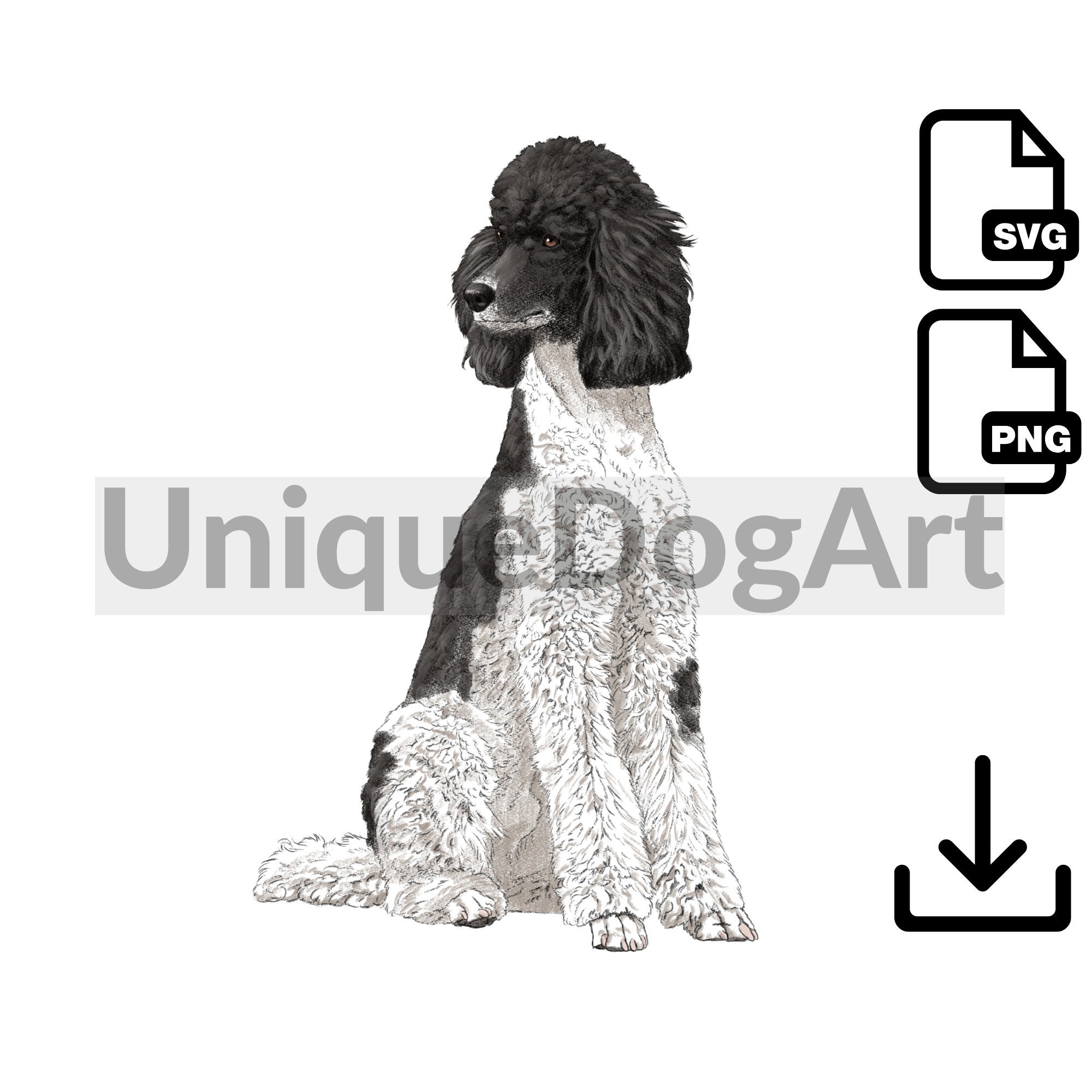 Parti Standard Poodles For Sale Uk | informacionpublica.svet.gob.gt