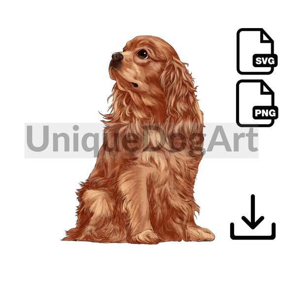 Cavalier King Charles Spaniel PNG Clipart Printable Sitting Ruby