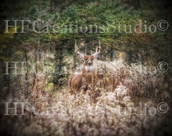 11 Point Whitetail Buck in Field