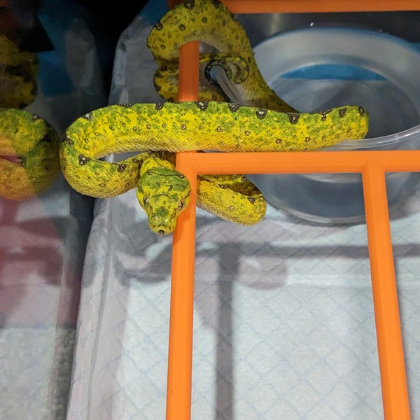 Reptile/Snake Perch 10x6in (T)