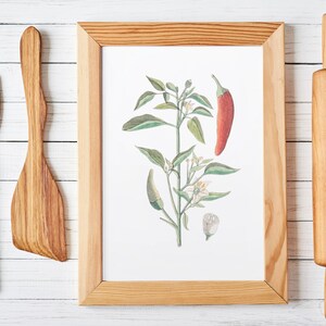 Vintage Piment Jalapeño Fine Wall Art Print