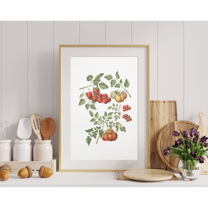 Tomates vintage sur la vigne Fine Wall Art Print