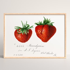 Vintage Fraises Fine Wall Art Print