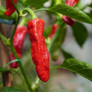 Shishito Pepper Seeds - 100% Organic & Made In Italy