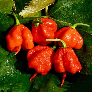 Carolina Reaper Pepper Seeds - 100% Organic & Made In Italy