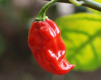 Naga Viper Pepper Seeds - 100% Organic & Made In Italy