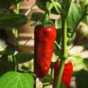 Fresno Supreme Seeds - 100% ekologiska och tillverkade i Italien