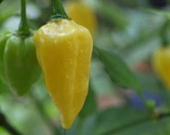 Fatalii Yellow Pepper Seeds - 100% Organic & Made In Italy