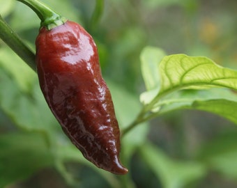 Black Naga Pepper Seeds - 100% Organic & Made In Italy