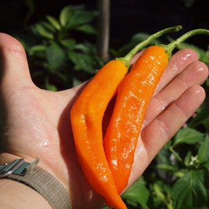 Aji Amarillo - 100% Biologici