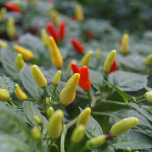 Tabasco Pepper Seeds - 100% Organic & Made In Italy