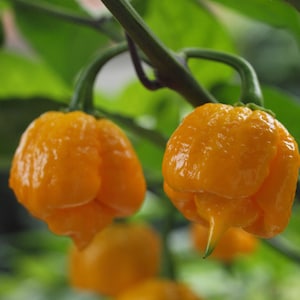 Carolina Reaper Orange Pepper Seeds - 100% Organic & Made In Italy