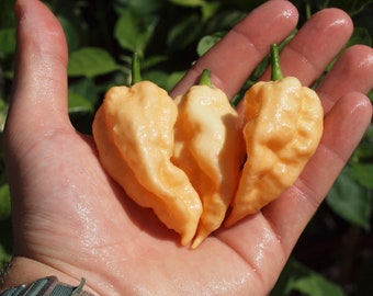 Jay's Peach Ghost Scorpion Pepper Seeds - 100% Organic & Made in Italy