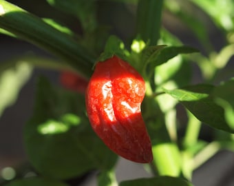 Naga Morich Pepper Seeds - 100% Organic & Made In Italy