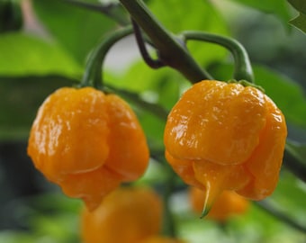 Carolina Reaper Orange Pepper Seeds - 100% Organic & Made In Italy