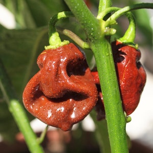Scotch Bonnet Chocolate Pepper Seeds - 100% Organic & Made In Italy