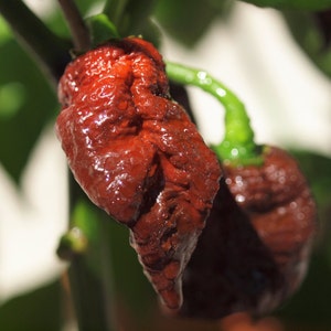 T-REX Chocolate Pepper Seeds - 100% Organic & Made In Italy