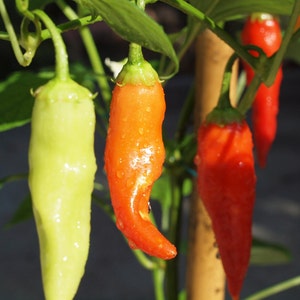 Aji Cristal Pepper Seeds - 100% Organic & Made In Italy