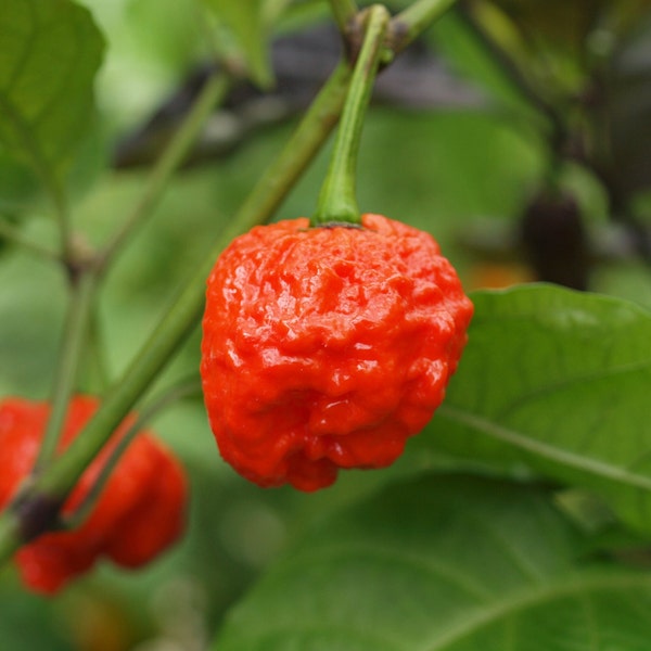 Hurt Berry Pepper Seeds - 100% Bio & Made In Italy