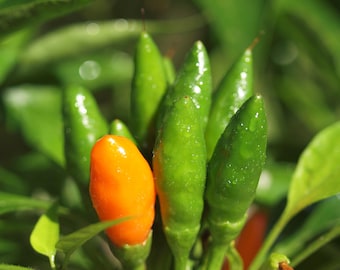 Nasiona Pieprzu Diavolicchio - 100% Organiczne i Wyprodukowane We Włoszech