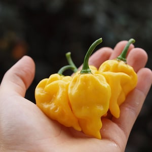 Habanero Hot Lemon Pepper Seeds - 100% Organic & Made In Italy